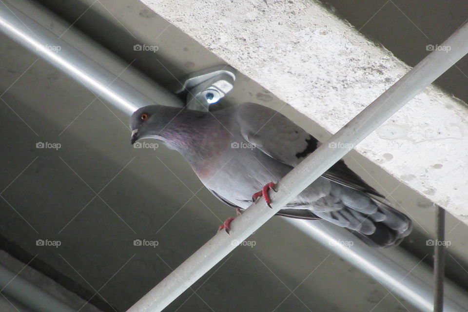 Perching pigeon