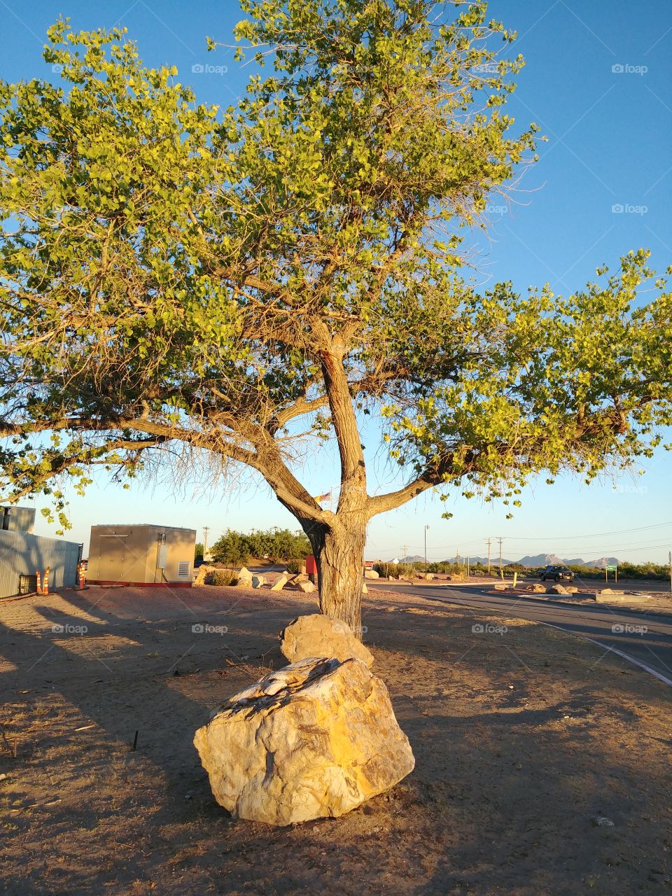 Rock and tree in sunset