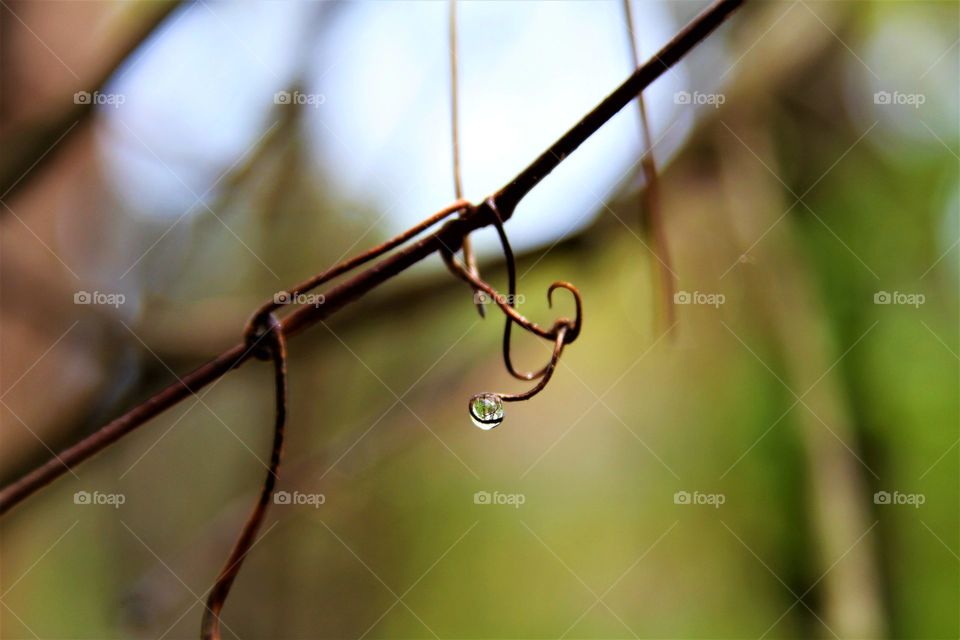 waterdrop suspended in s twirled vine