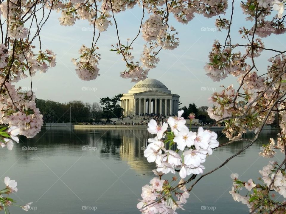 Jefferson memorial with cherry blossoms