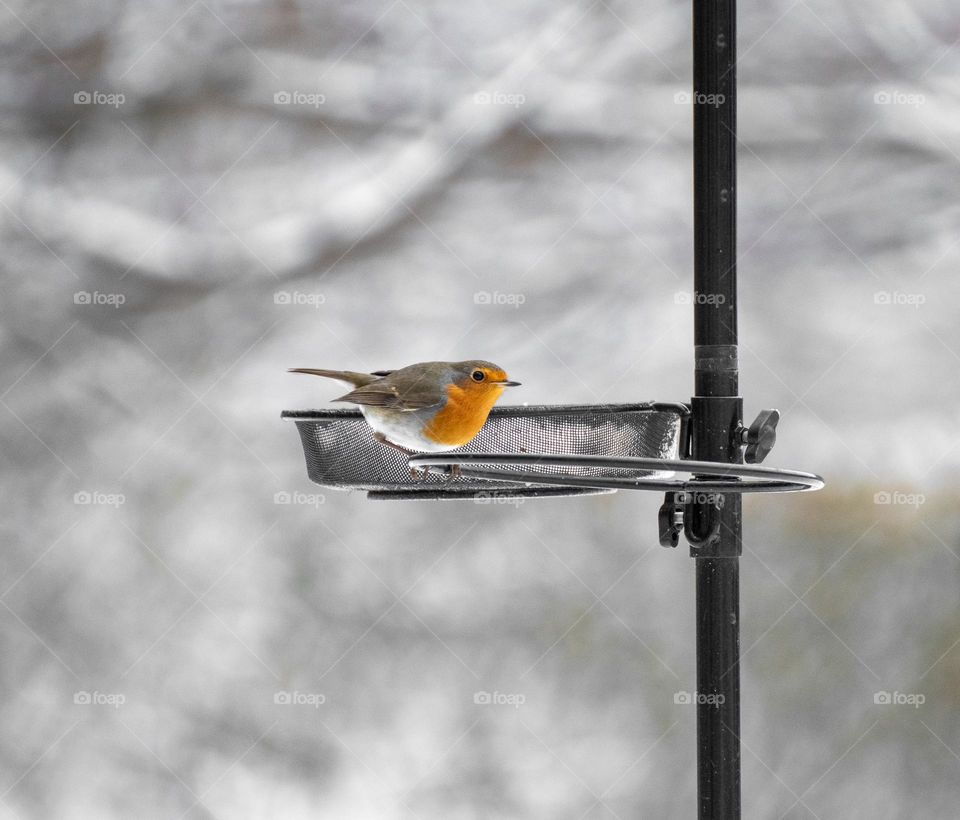 A robin in winter