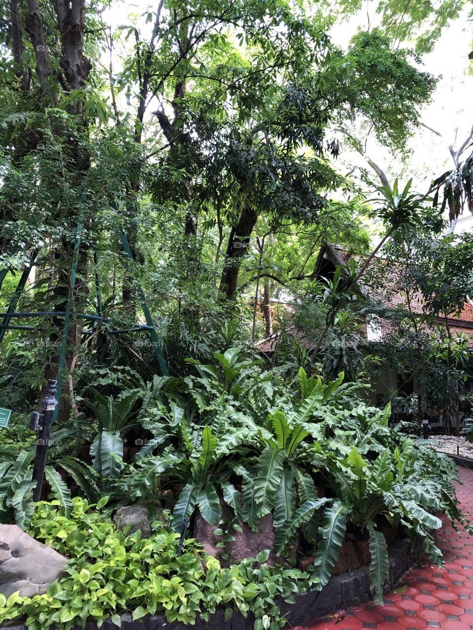 Plants around us, the temple in the forest ( Thailand 🇹🇭