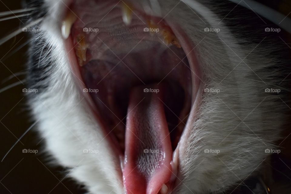 Close-up of cat with mouth open