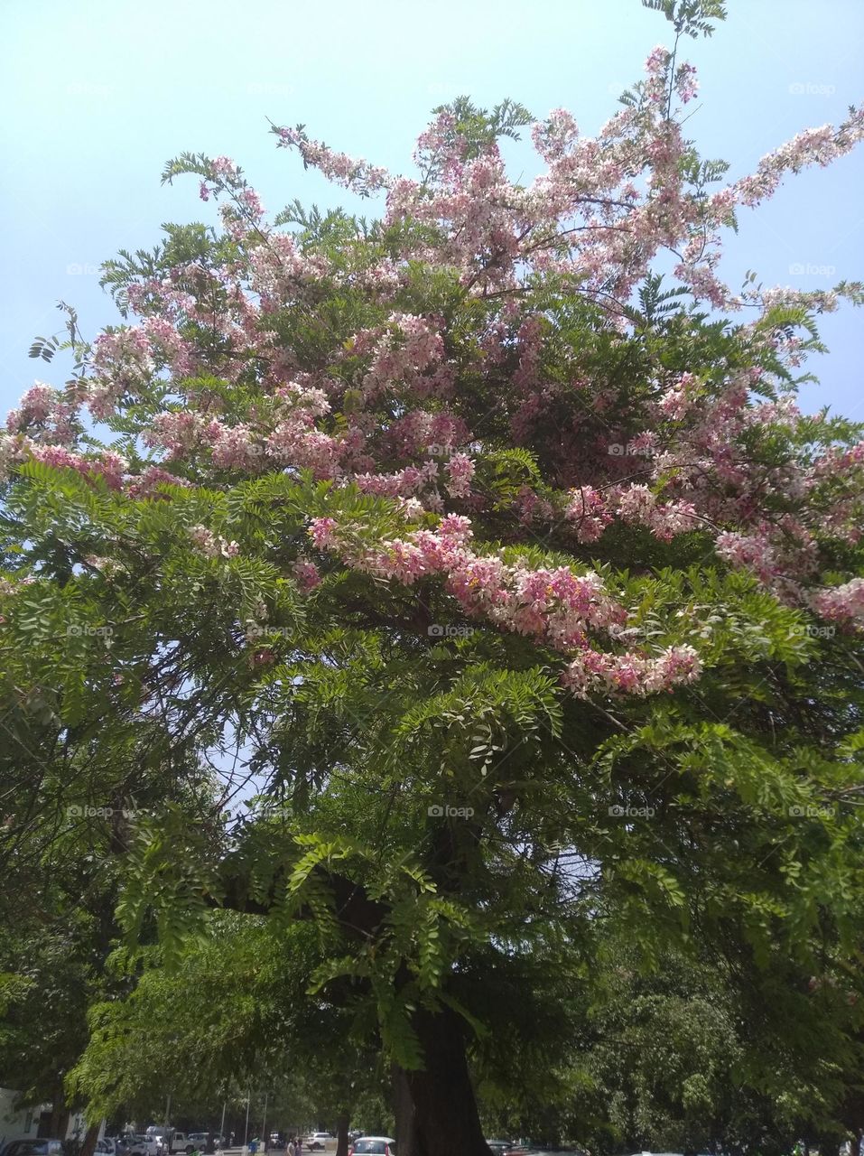 white and pink flower seasonal fresh looks very beautiful generally found everywhere