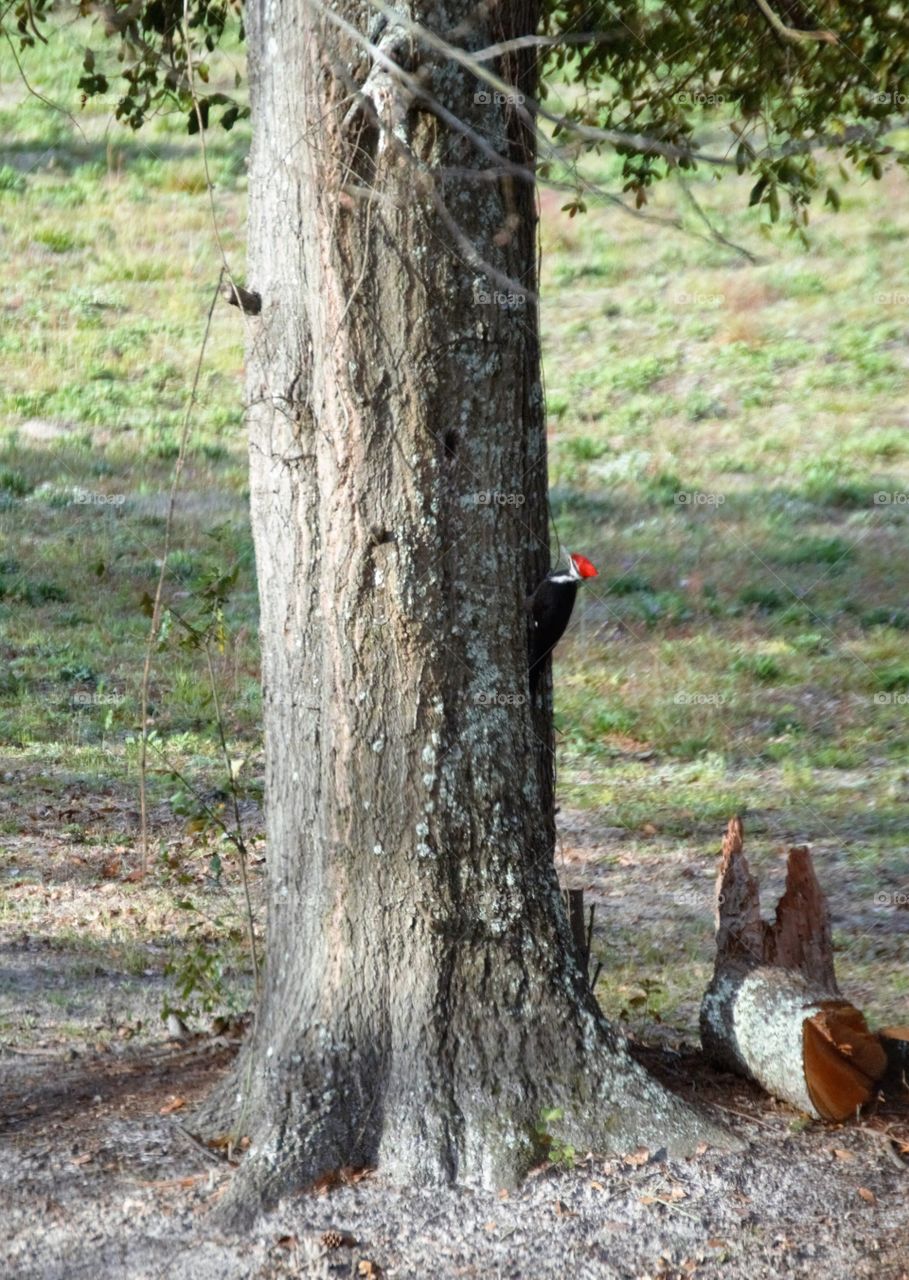 Woodpecker