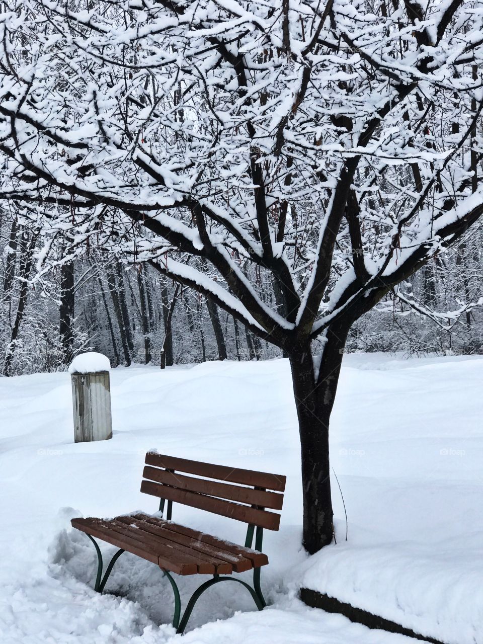 Bench under bare tree in winter