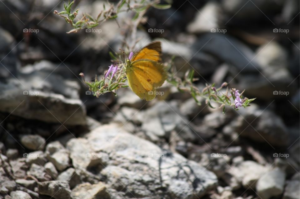 Sulphur butterfly at Fort Boggy State Park near Centerville, Texas in June.