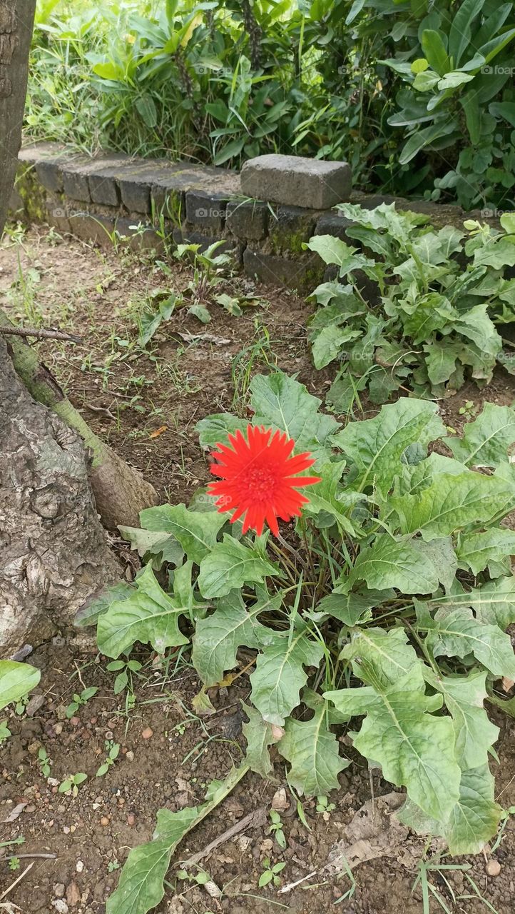 fresh 🌺🌻🌹🌷 flower