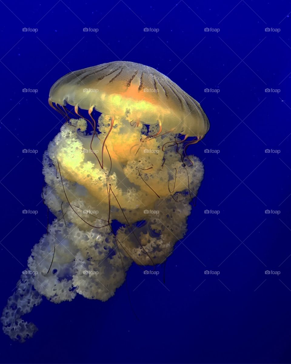 Jellyfish edit