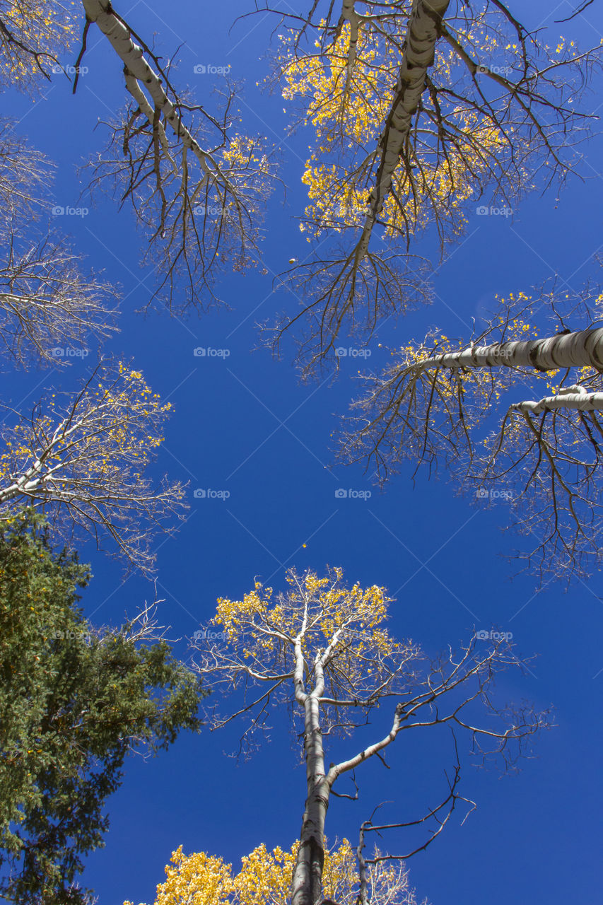 Birch trees against the blue sky