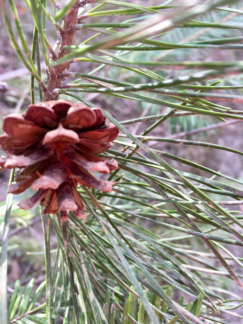 Pine Cone Closeup 