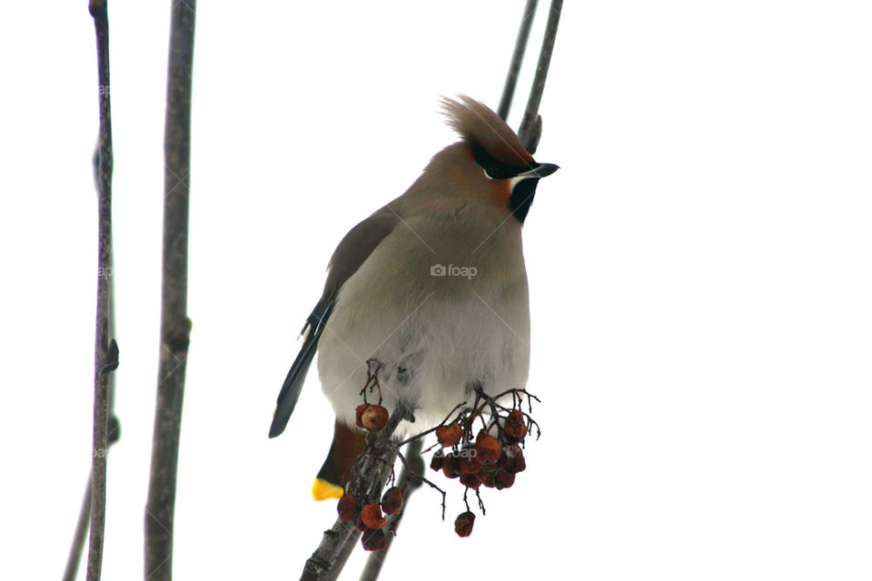 birds autumn bird berry by ka71