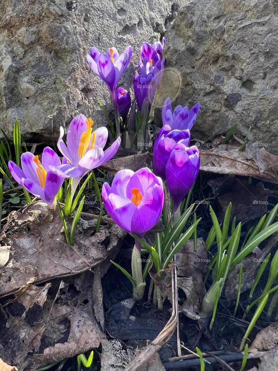 The crocus flower