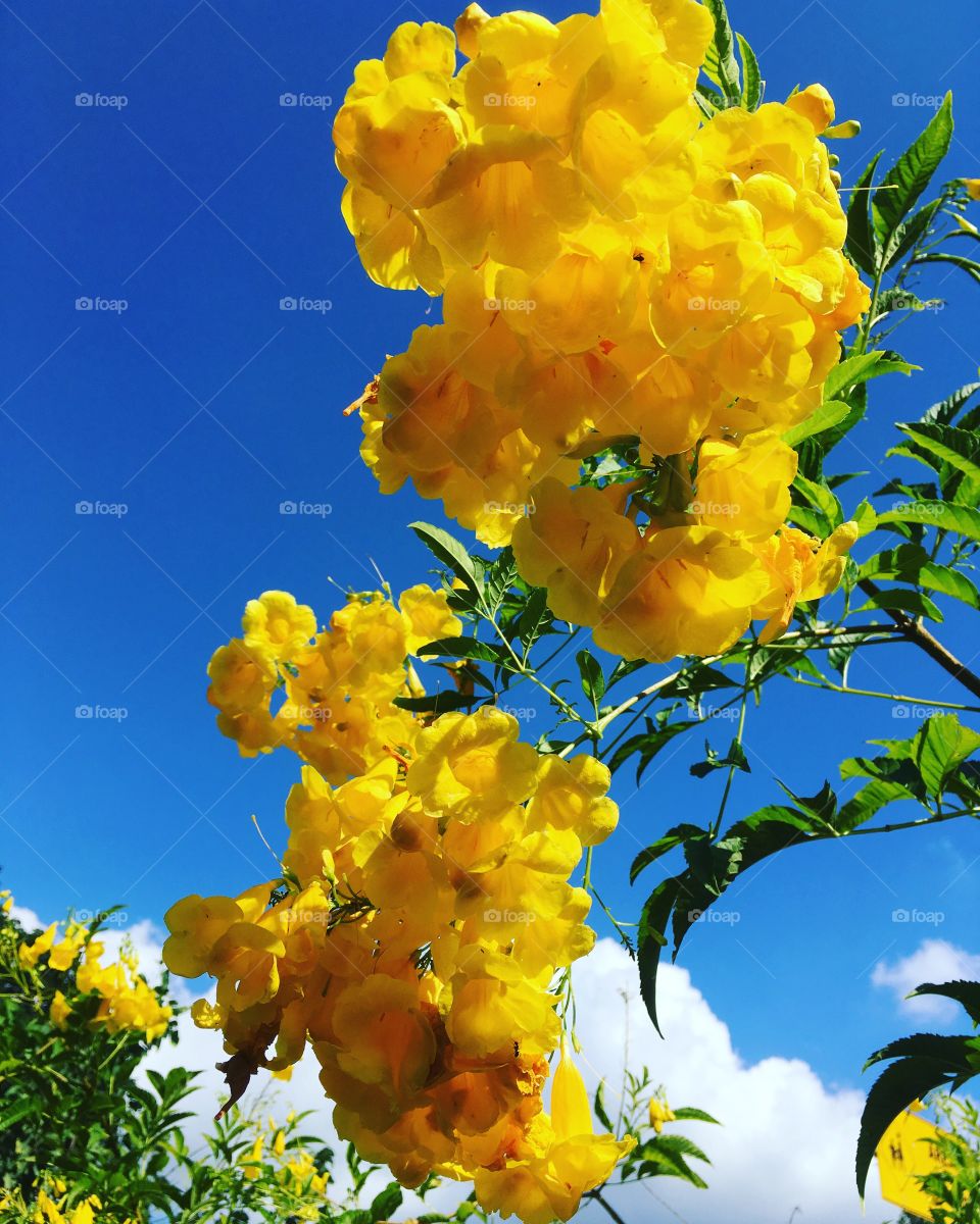 Quem resolveu escolher o #azul para a cor do #céu e o #amarelo para a das #flores?
Perfeito!
📸
#FOTOGRAFIAéNOSSOhobby