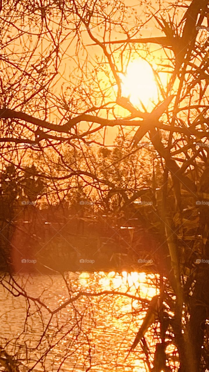 Evening Sun filtering through CatTail Reeds. Reflections from Lake Waters with Evening Colors Silhouette on waters. 
