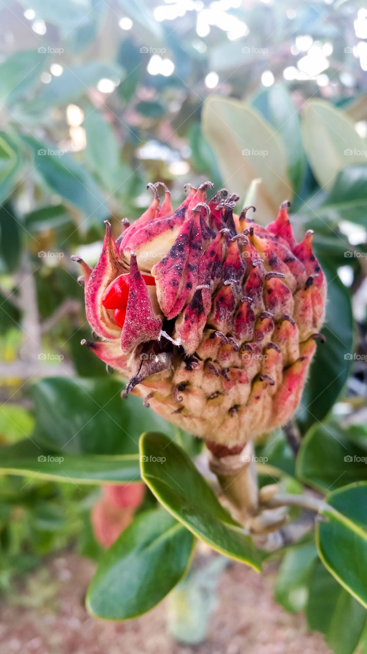 Southern Magnolia, cone-like, hairy fruits have bright red seeds. Close up.