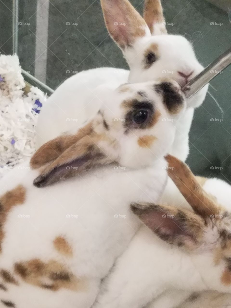 Cute petstore bunny rabbits