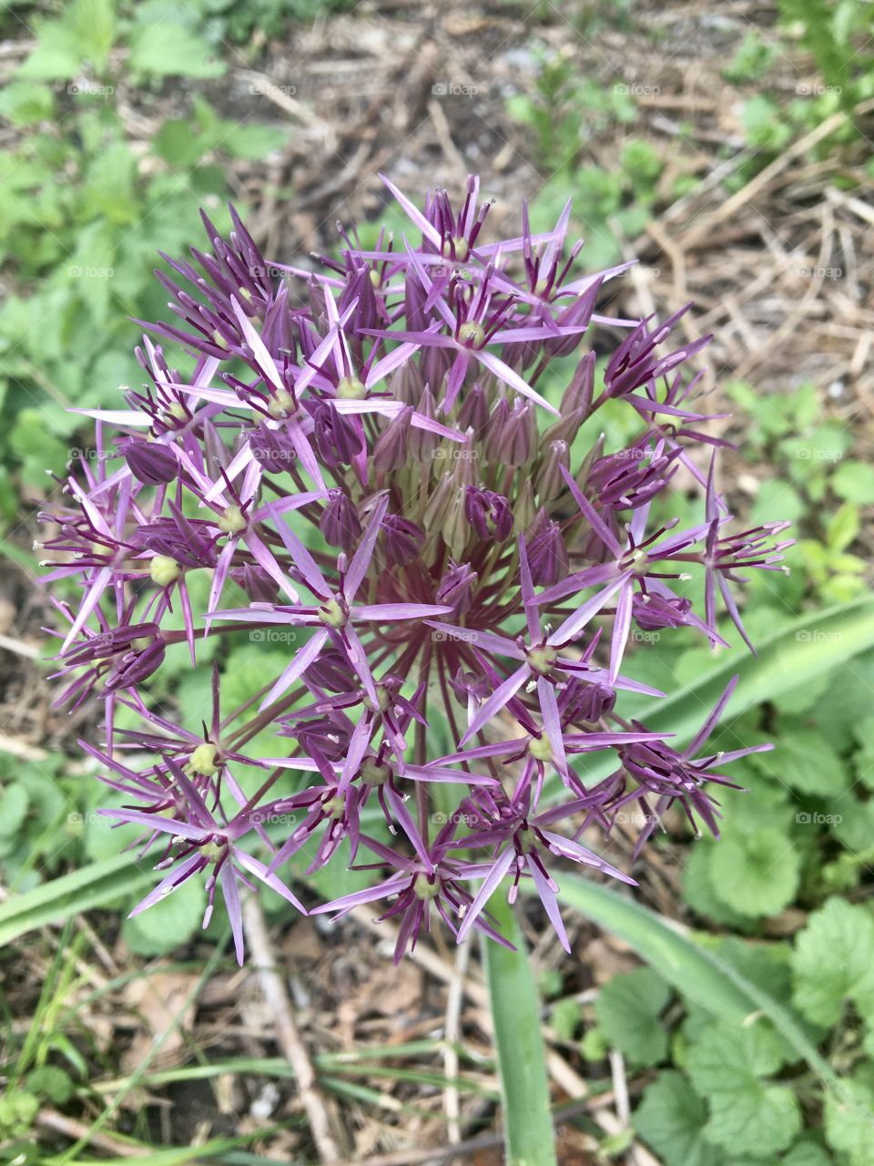 Who knows the name of this flower ?