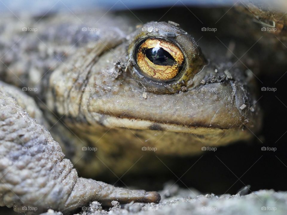 Close up portrait of toad