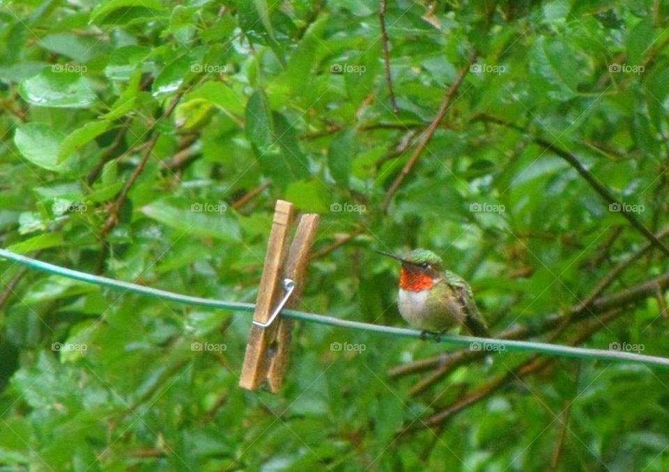 Lil' Clothes Helper-Ruby throat Hummingbird