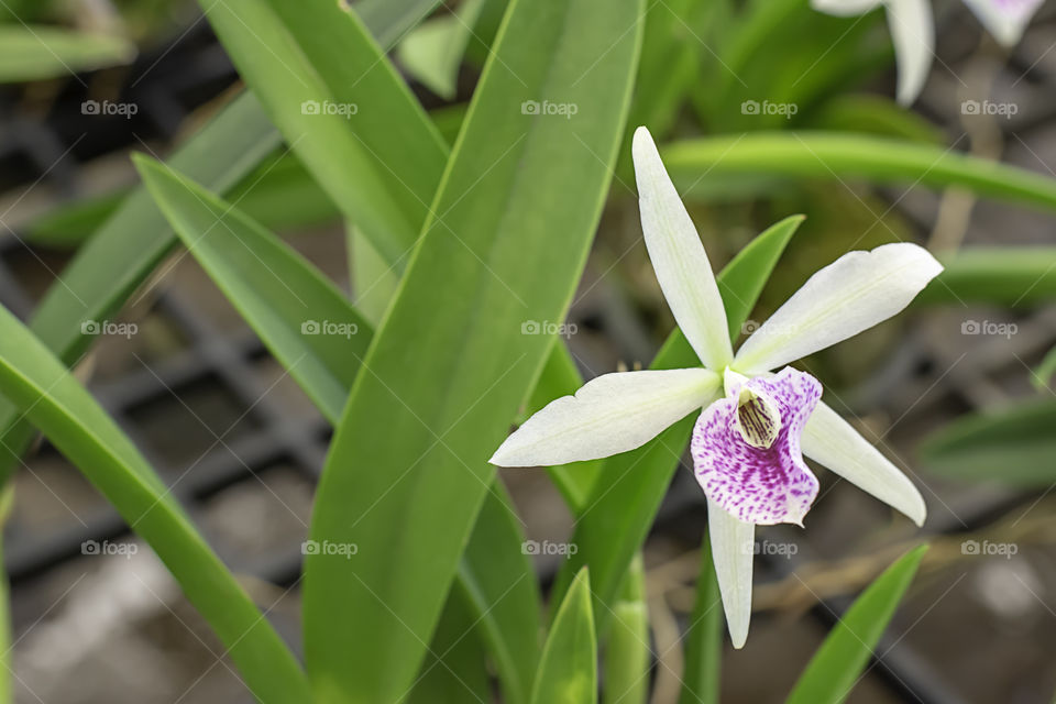 Beautiful White Cattleya Orchid and patterned pink spots Background blurred leaves in the garden.