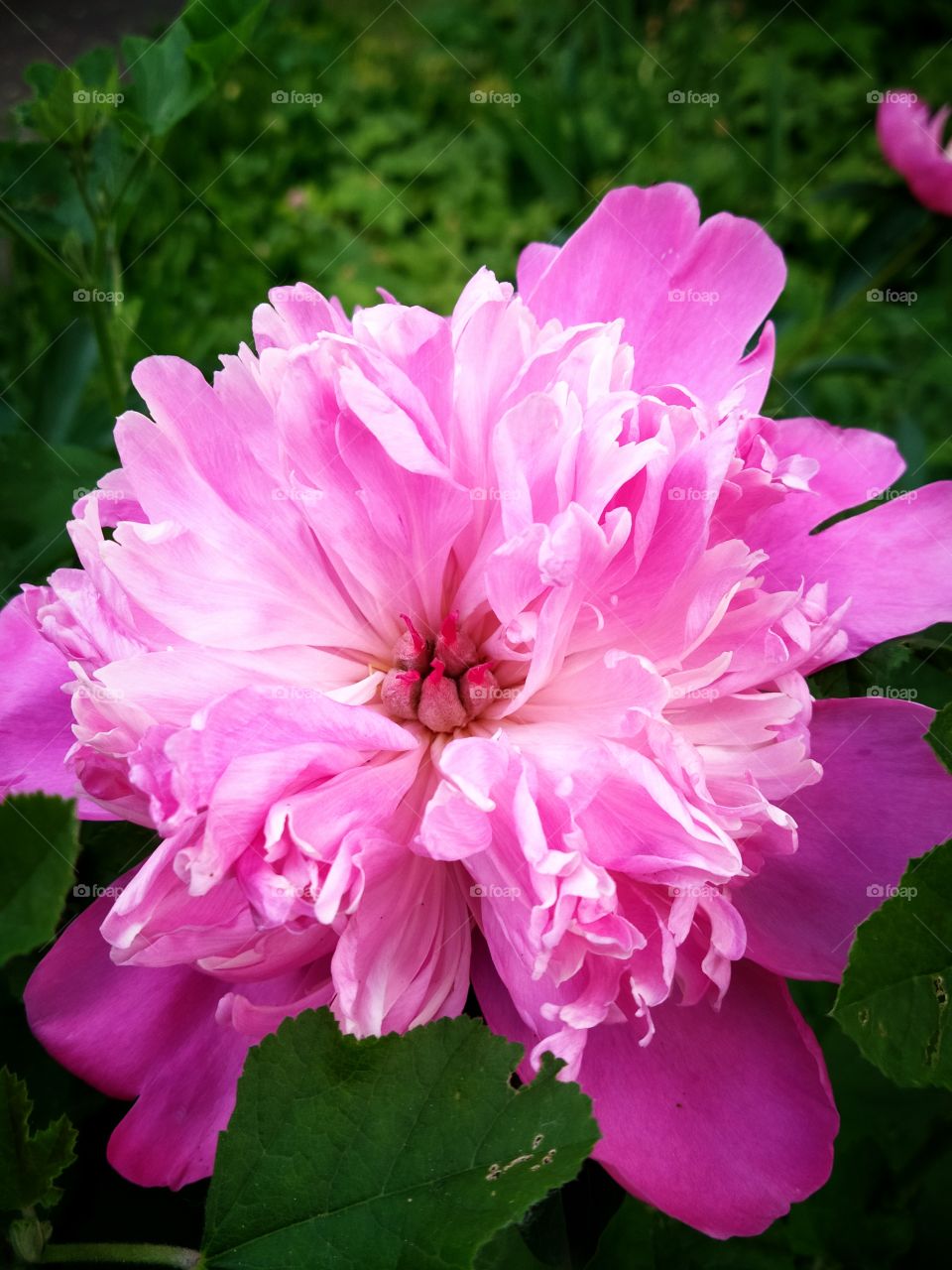 Pink peony flower that bloomed