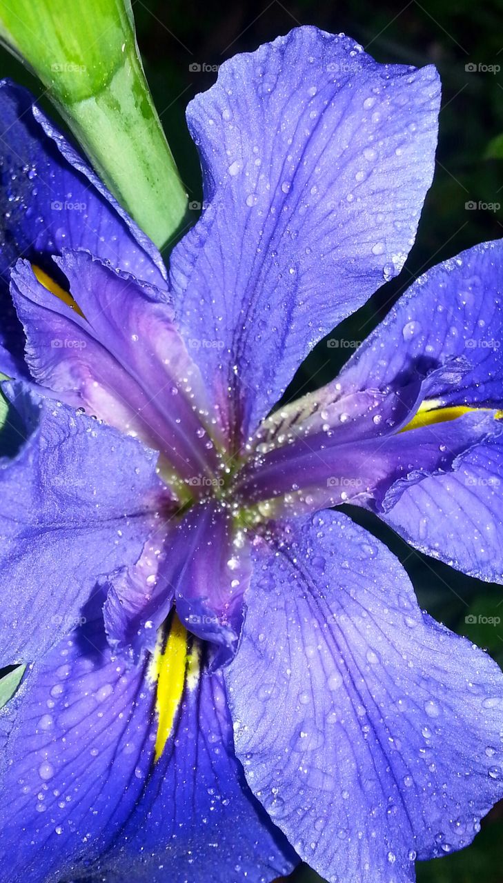 Purple Iris in the Rain