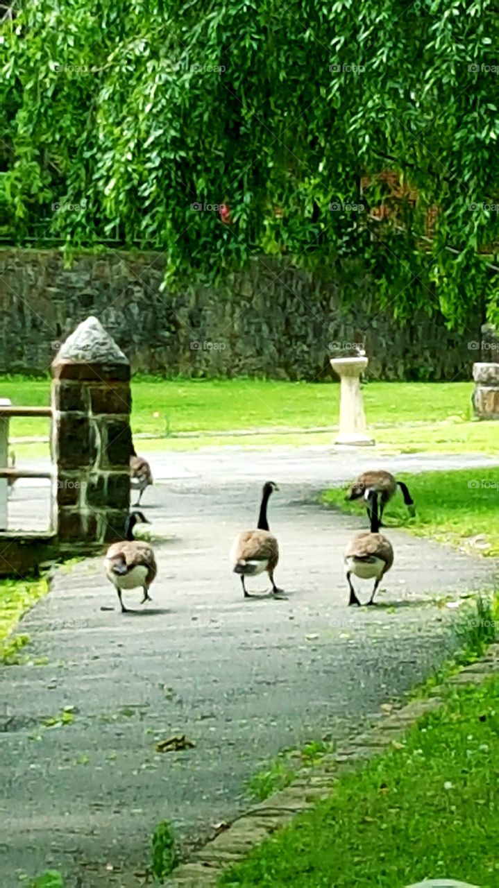 just three geese strolling along