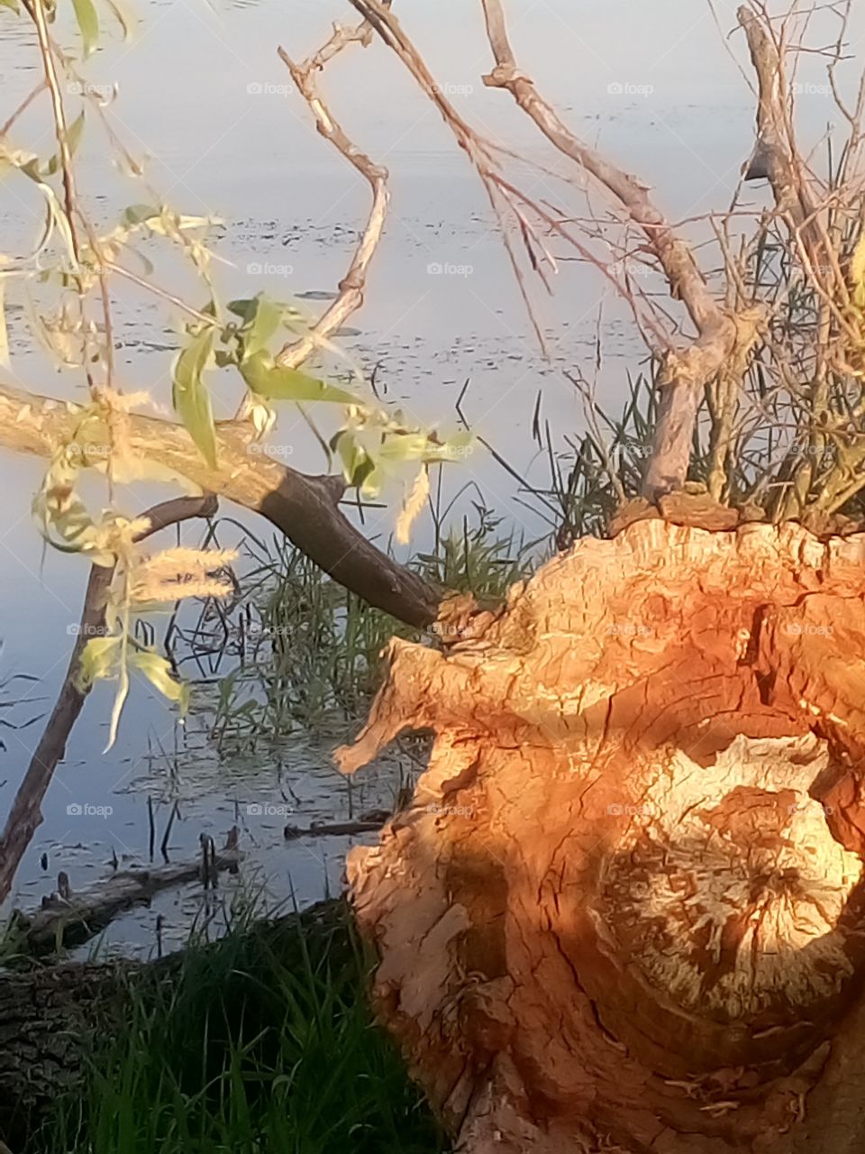 polish nature | trunk at the river  trying to live