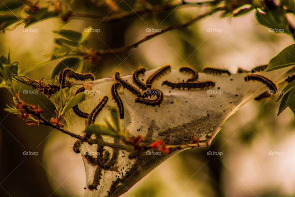 caterpillar nest
