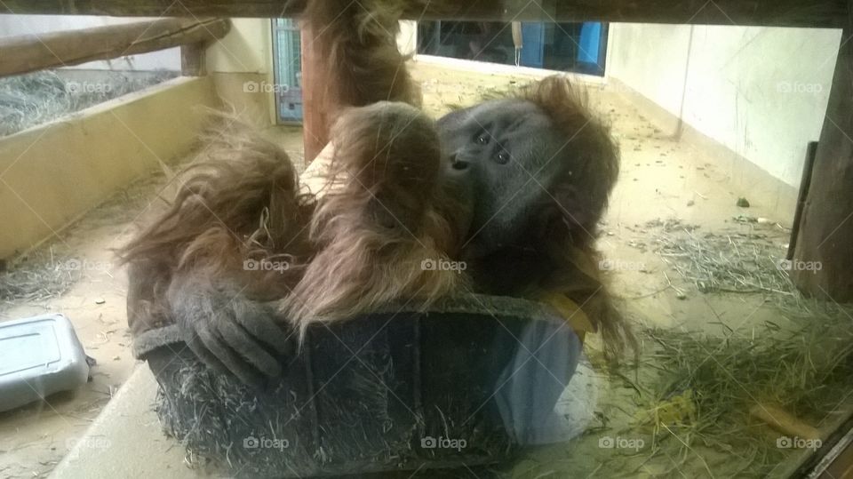 orangutan in a bucket at the zoo