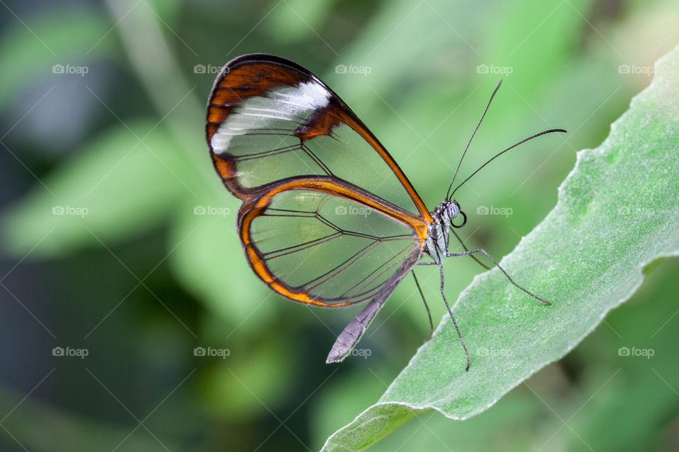 Glasswing butterfly - Greata oto