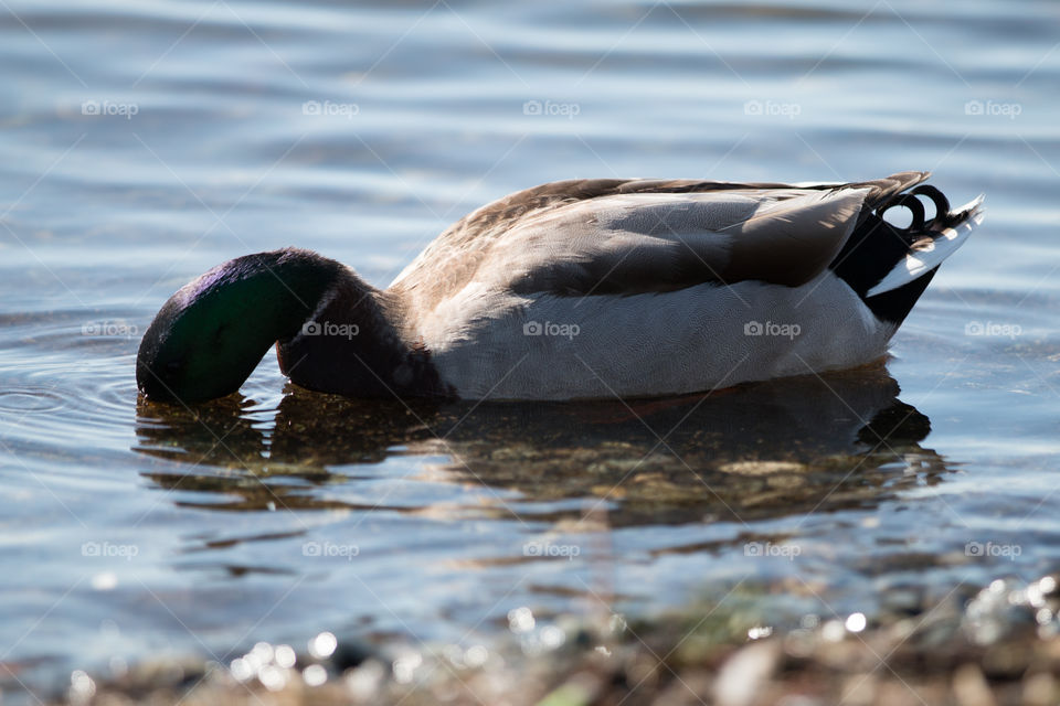 Duck in water