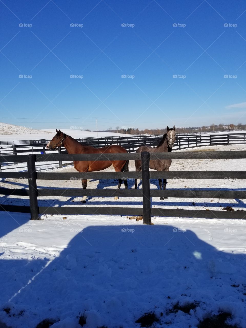 Winter, Snow, Outdoors, No Person, Horse