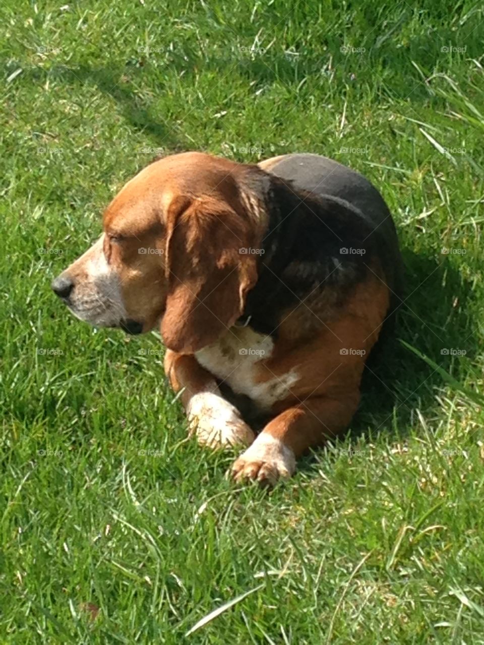 Lounging in the yard