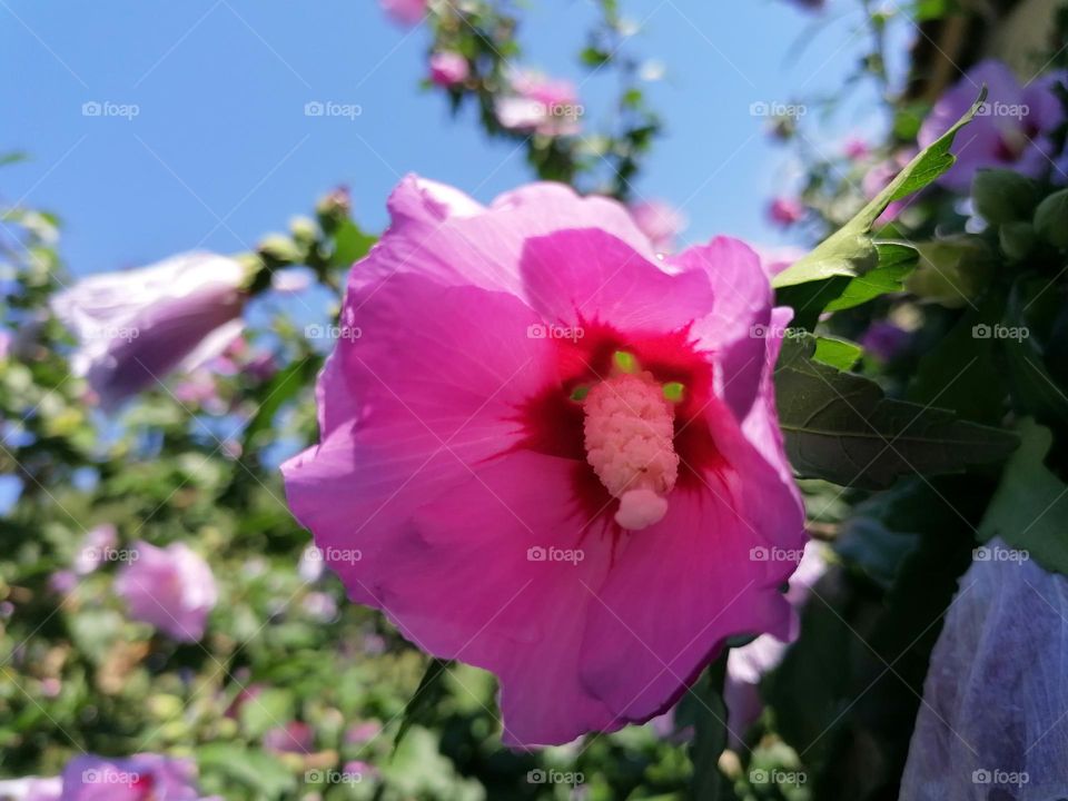 Hibiscus flower