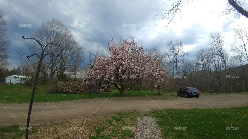 spring tree blossoms