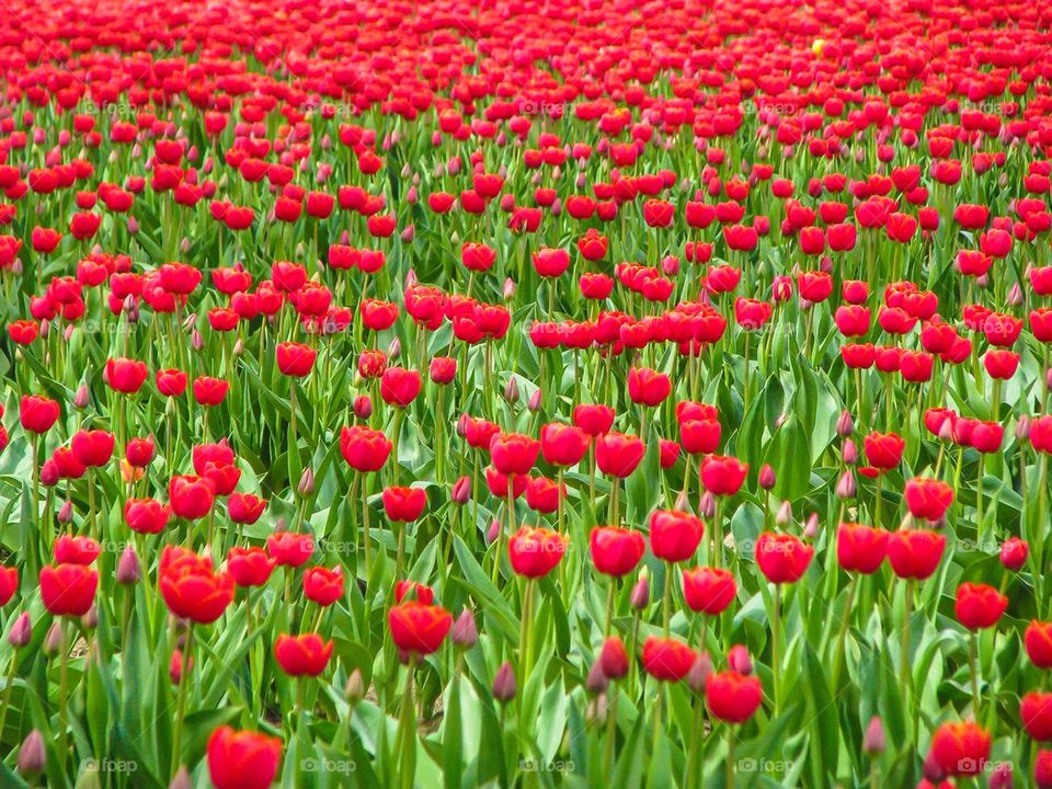 Red tulips