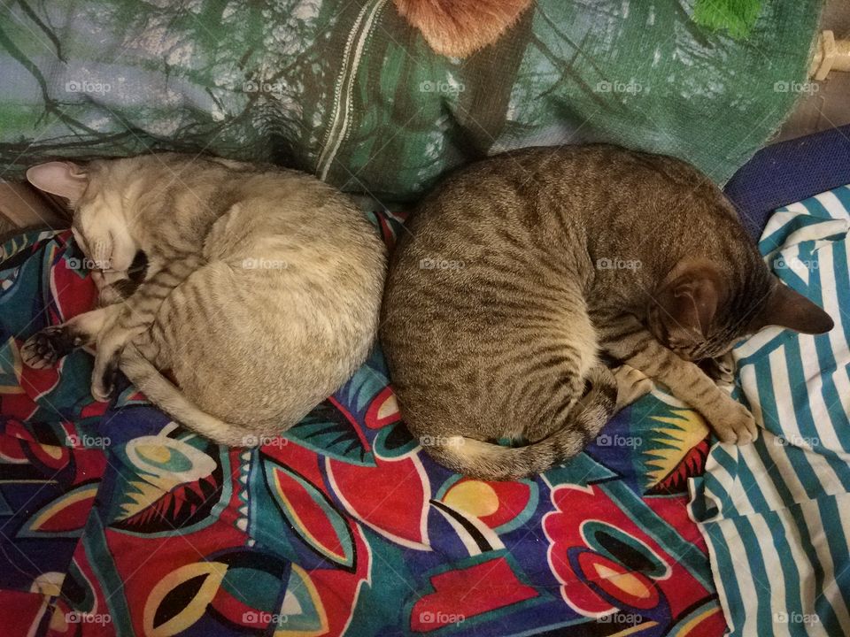 Sleeping cats