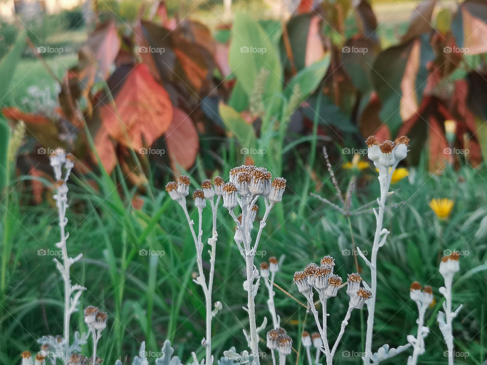Fantastic flowers shot 1.