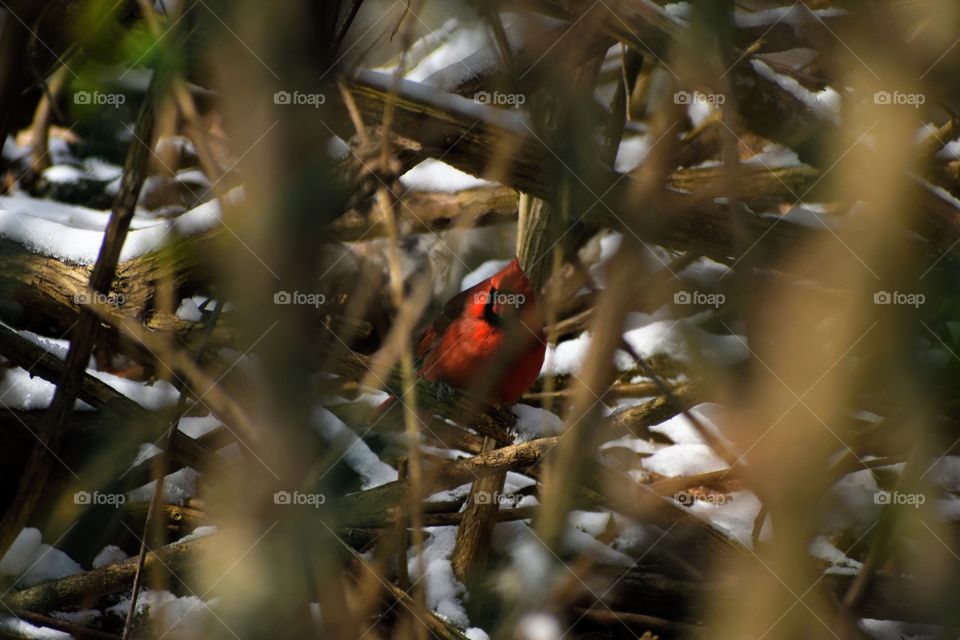 Cardinal hiding in snow-covered thicket 