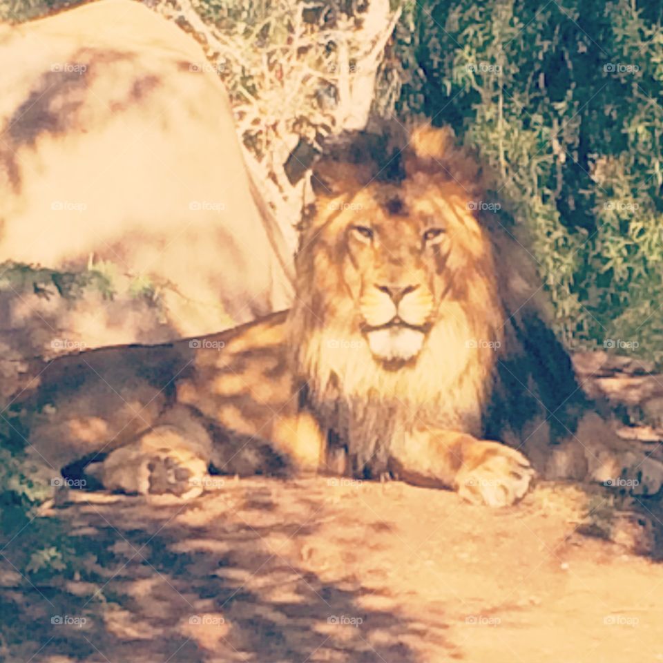 King of the jungle . Lion at the zoo