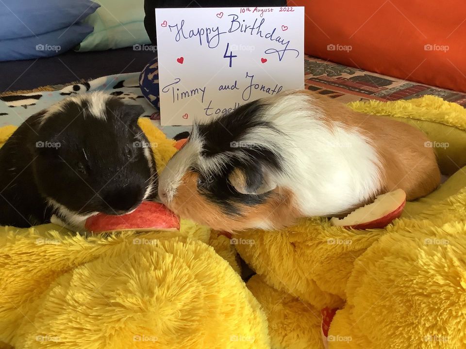 Lovable Guinea pigs 