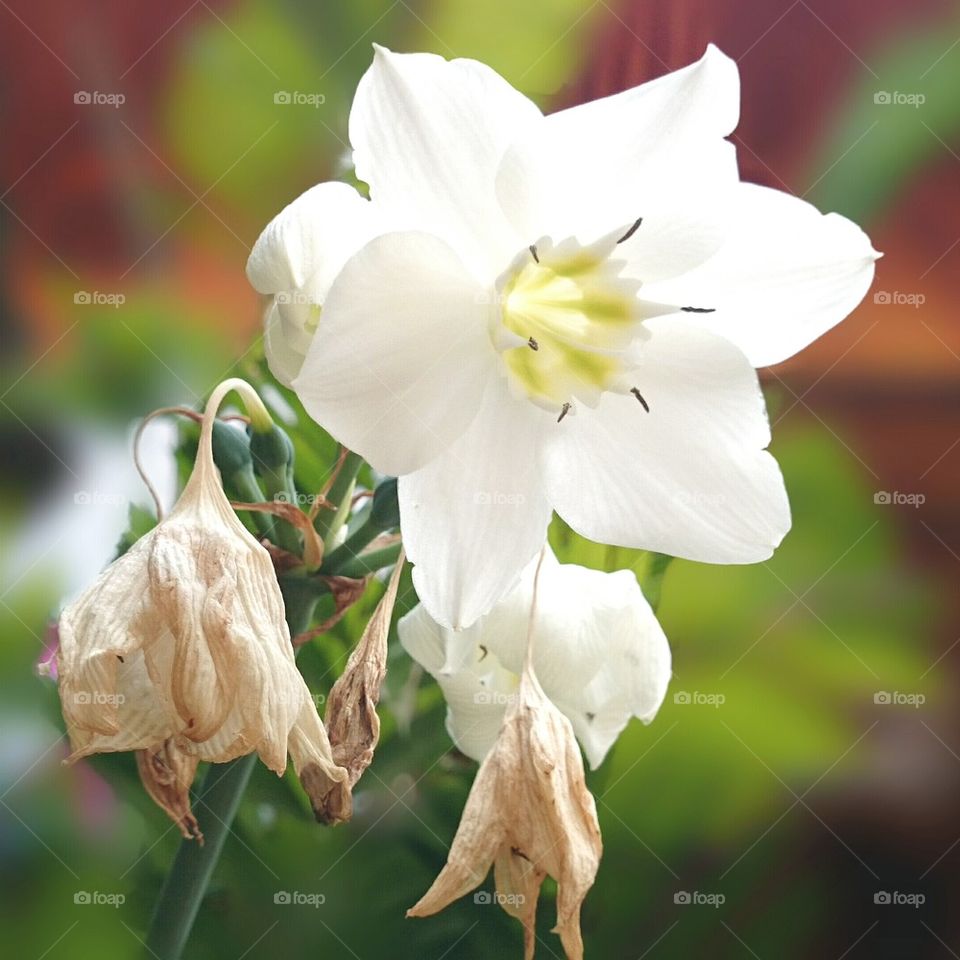 fresh and wither | flower 🌸 