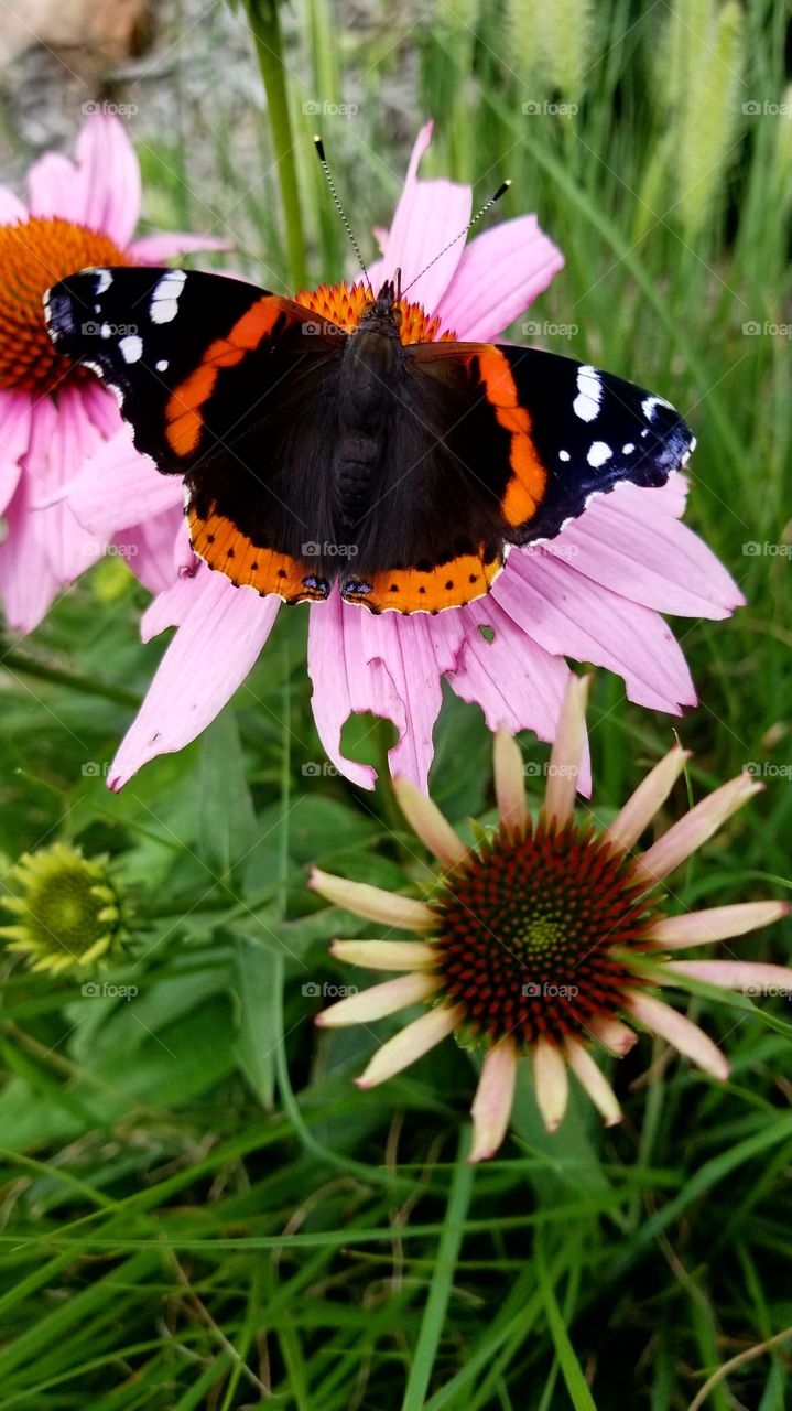 Red Admiral Butterlfy