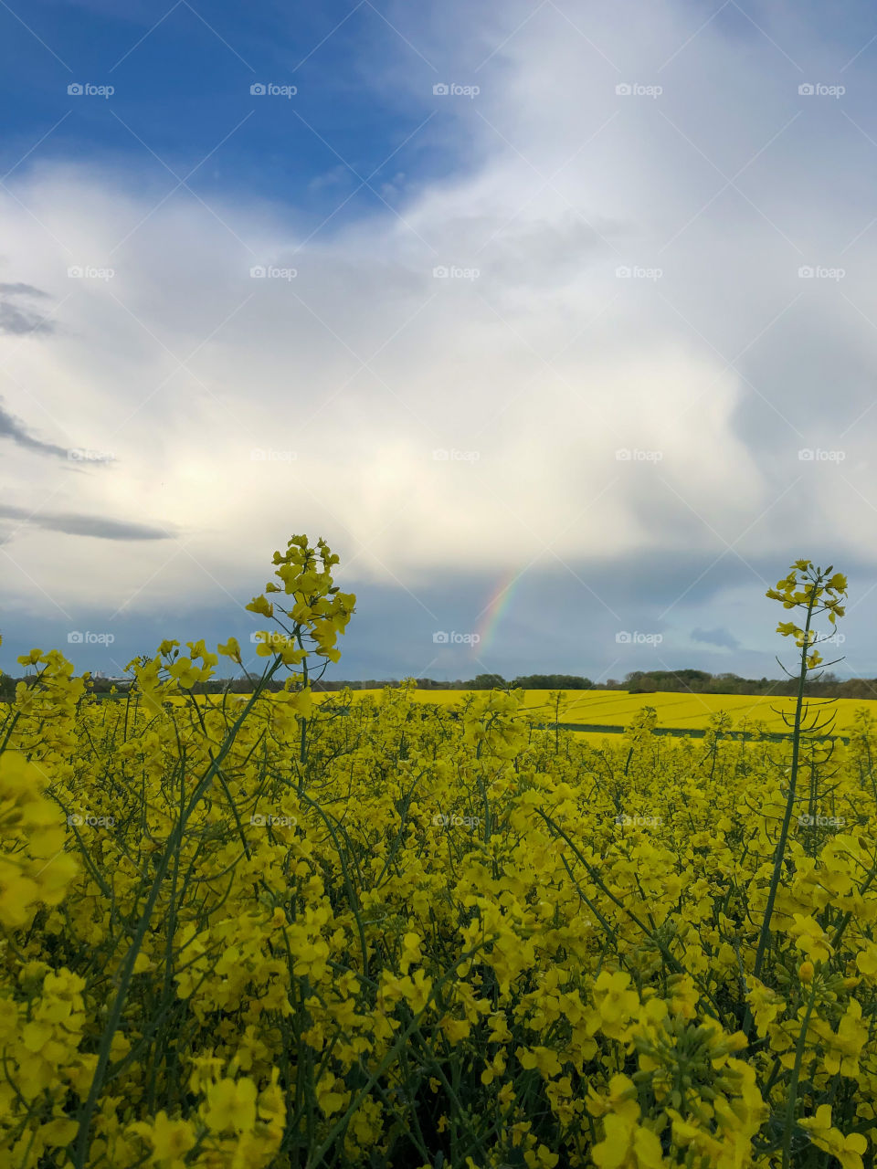 a wonderful evening in the country.