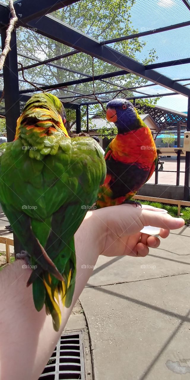 Feeding the parrotts