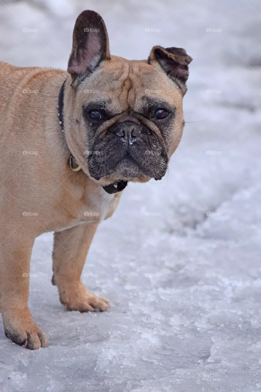 dog