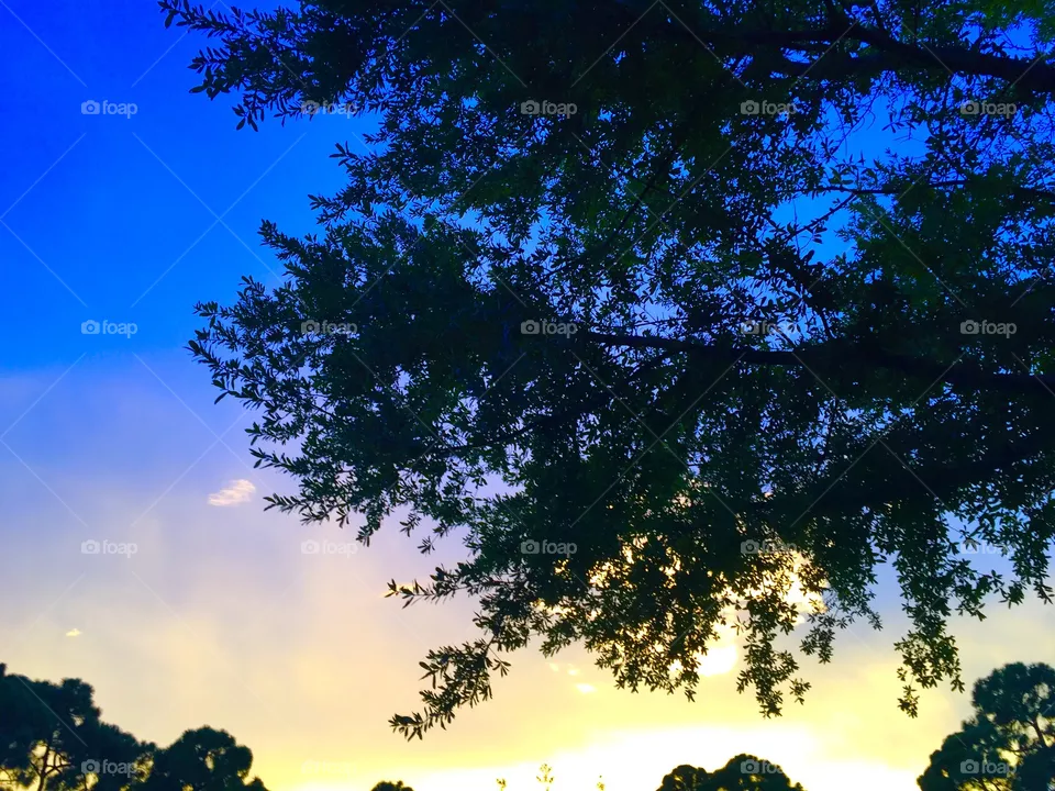 Sky
