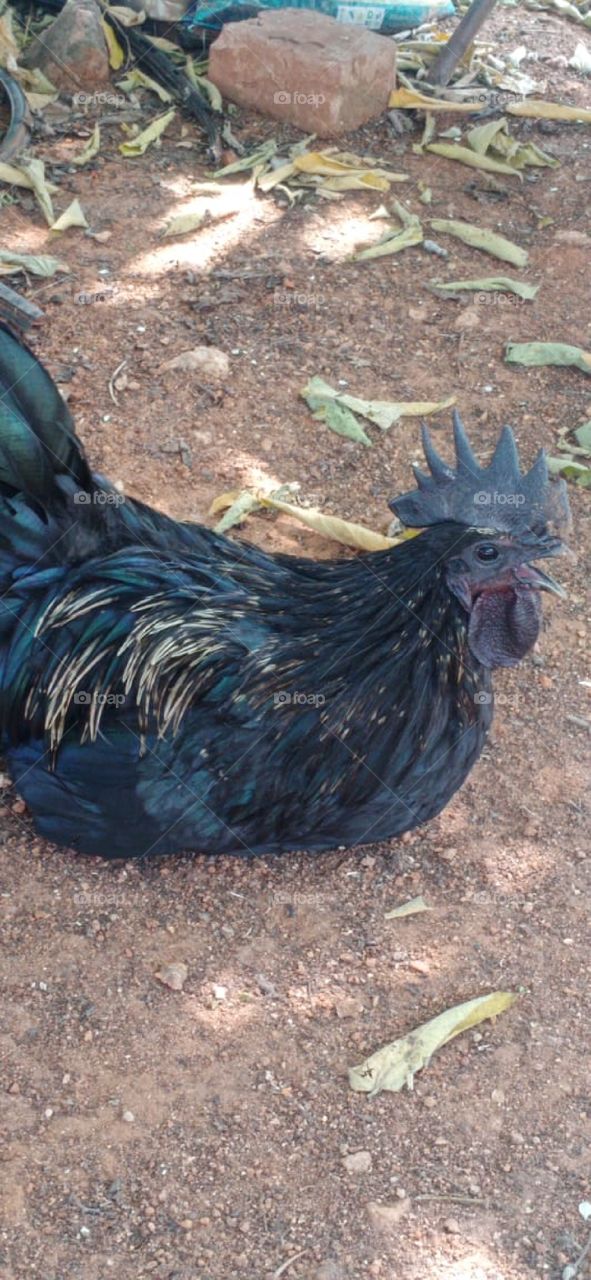 Black hen
